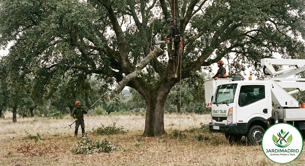 Poda de Encinas en Madrid